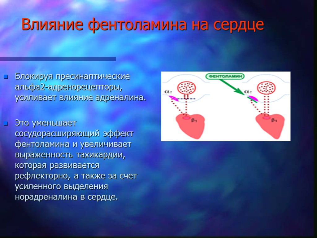 Влияние фентоламина на сердце Блокируя пресинаптические альфа2-адренорецепторы, усиливает влияние адреналина. Это уменьшает сосудорасширяющий эффект